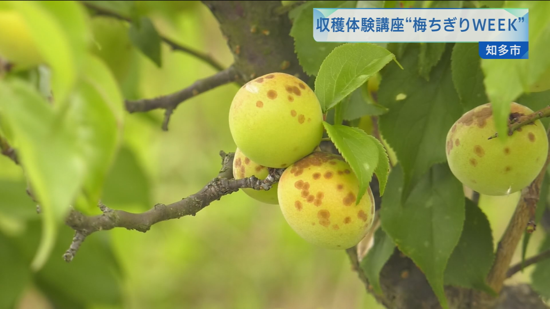 収穫体験講座“梅ちぎりWEEK” | メディアスチャンネル
